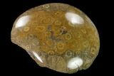 Polished Fossil Coral (Actinocyathus) Head - Morocco #157538-2